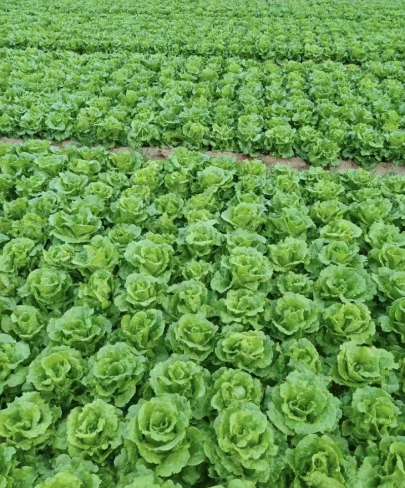 生菜大量上市，江苏淮安基地直发，供商超，批发市场档口等。
