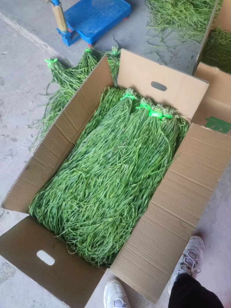 商用贡菜干整箱批发苔干商用凉拌贡菜干火锅食材贡菜特级贡菜