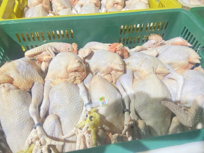 广东清远鸡鸡肉活鸡场地直发一手货源高端货品。