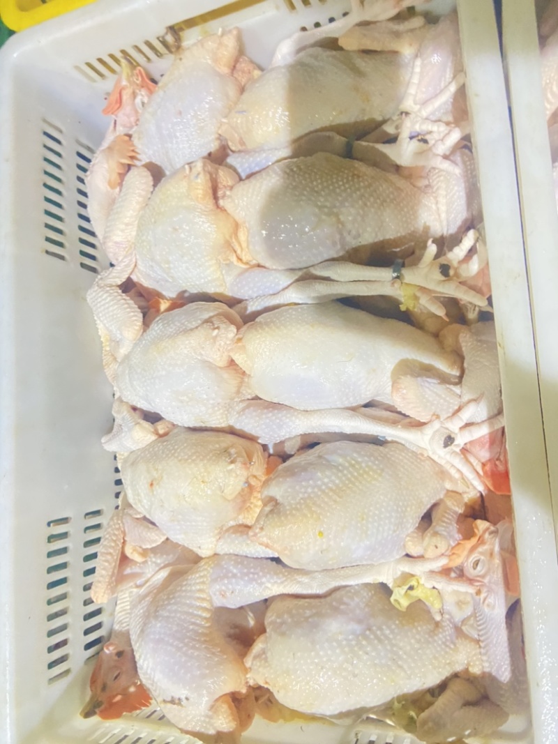 广东清远鸡鸡肉活鸡场地直发一手货源高端货品。