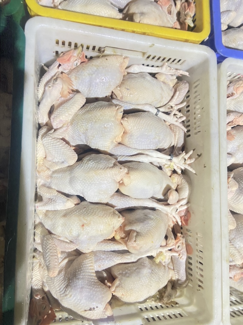 广东清远鸡鸡肉活鸡场地直发一手货源高端货品。
