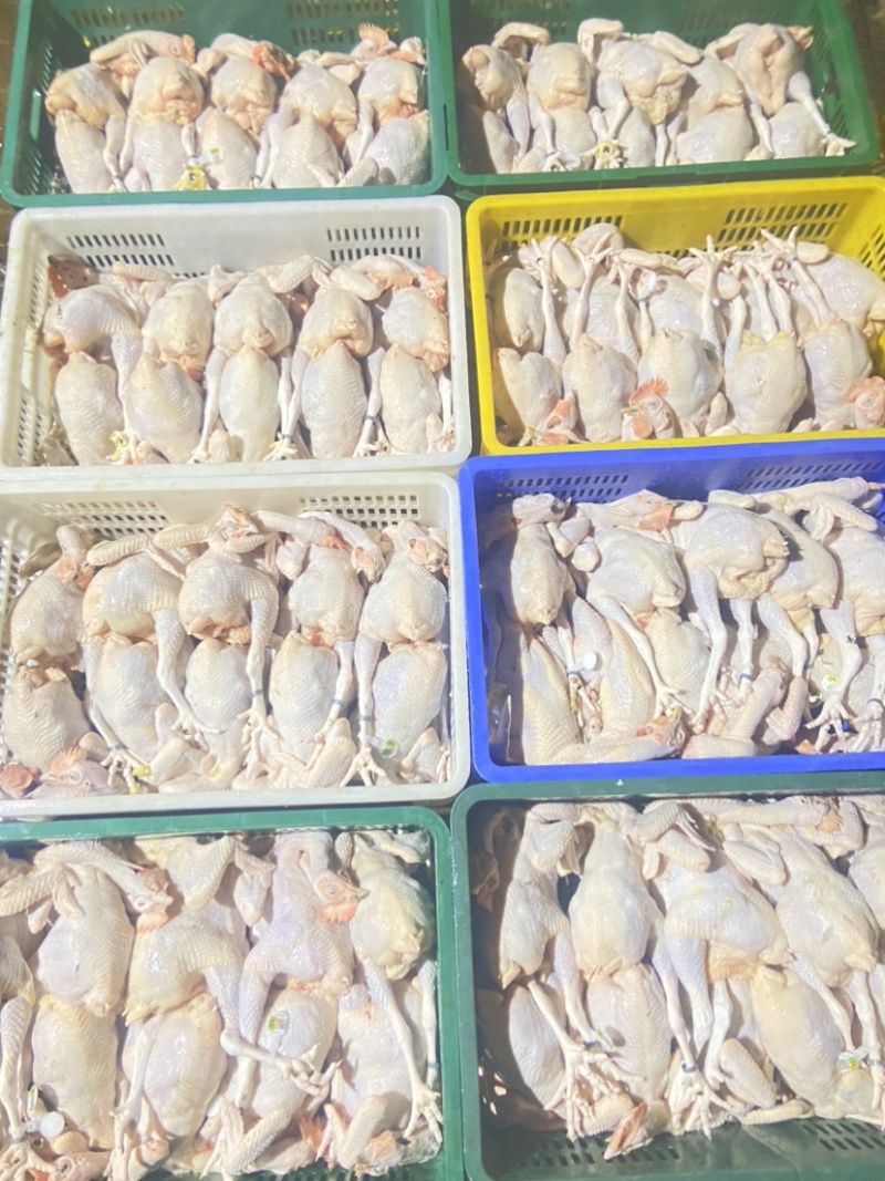 广东清远鸡鸡肉活鸡场地直发一手货源高端货品。