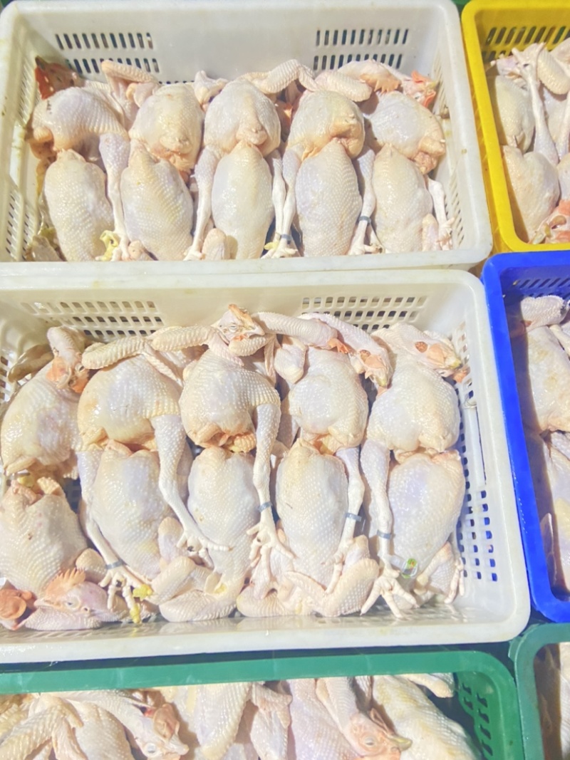 广东清远鸡鸡肉活鸡场地直发一手货源高端货品。