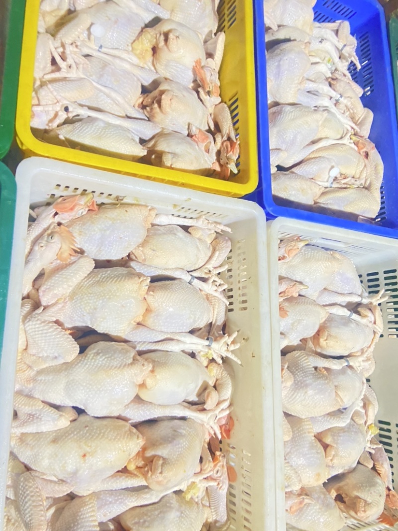 广东清远鸡鸡肉活鸡场地直发一手货源高端货品。