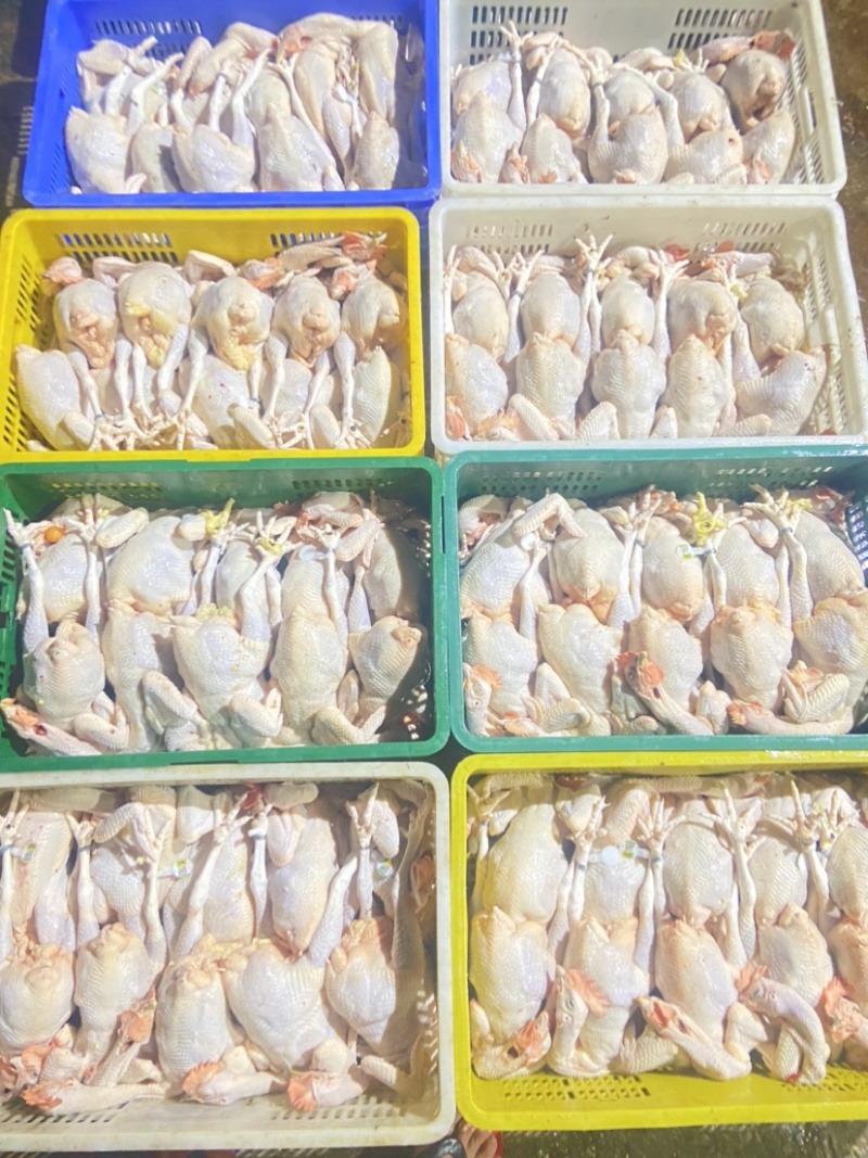 广东清远鸡鸡肉活鸡场地直发一手货源高端货品。