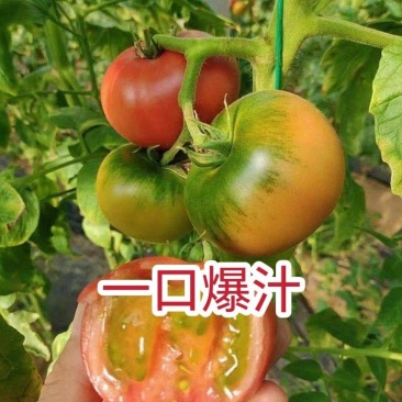 草莓番茄苗西红柿苗/基地直发/量大价优/保质保量