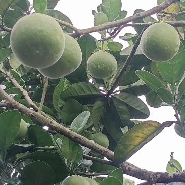 化州橘红