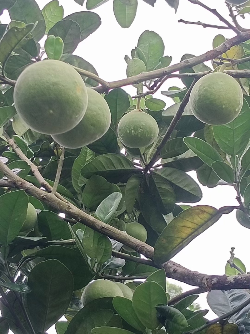 化州橘红