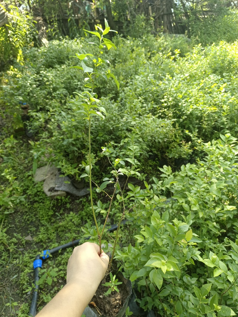 蓝莓苗占地小钵苗地栽苗南方北方盆栽地栽苗