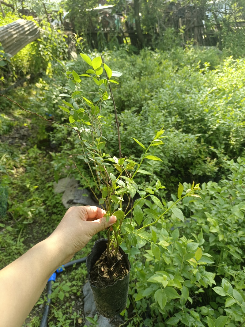 蓝莓苗占地小钵苗地栽苗南方北方盆栽地栽苗