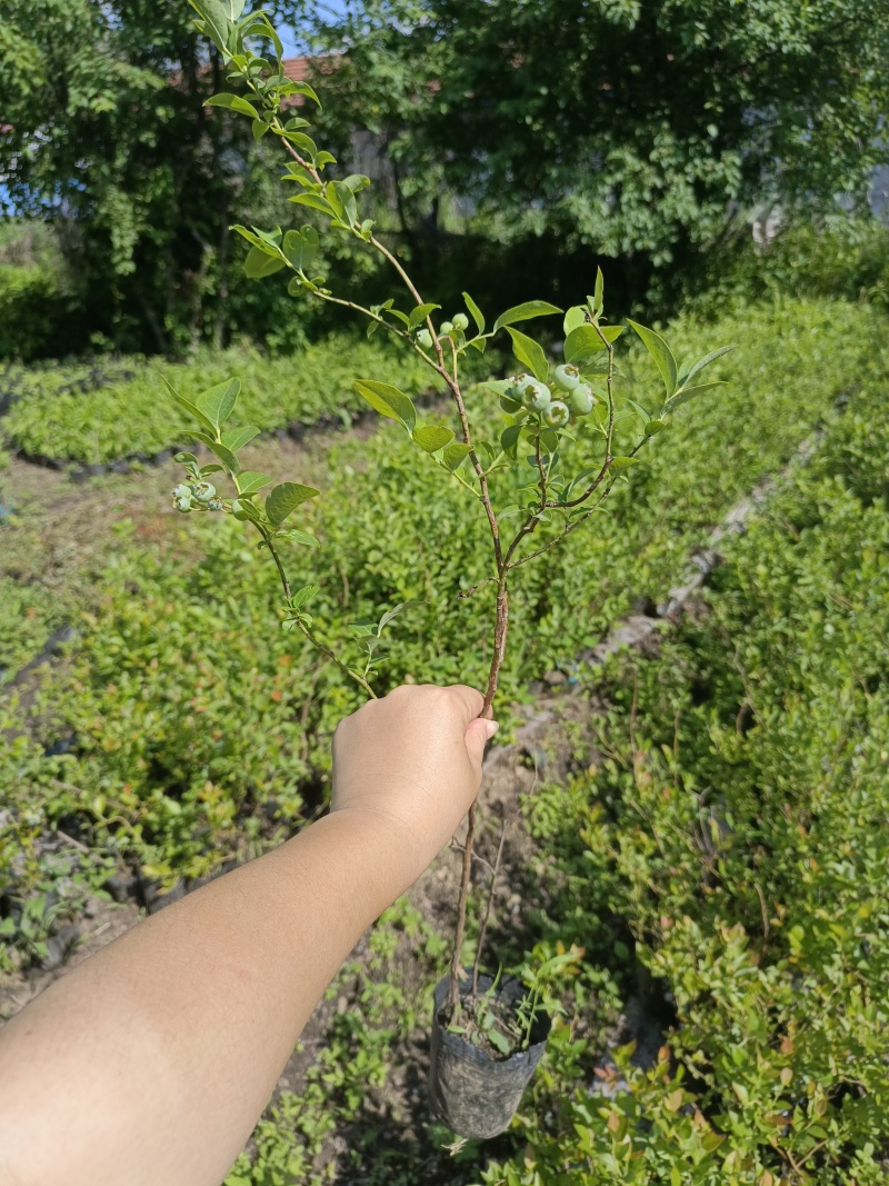 蓝莓苗占地小钵苗地栽苗南方北方盆栽地栽苗