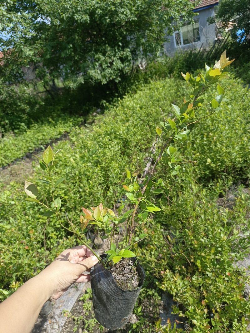 蓝莓苗占地小钵苗地栽苗南方北方盆栽地栽苗