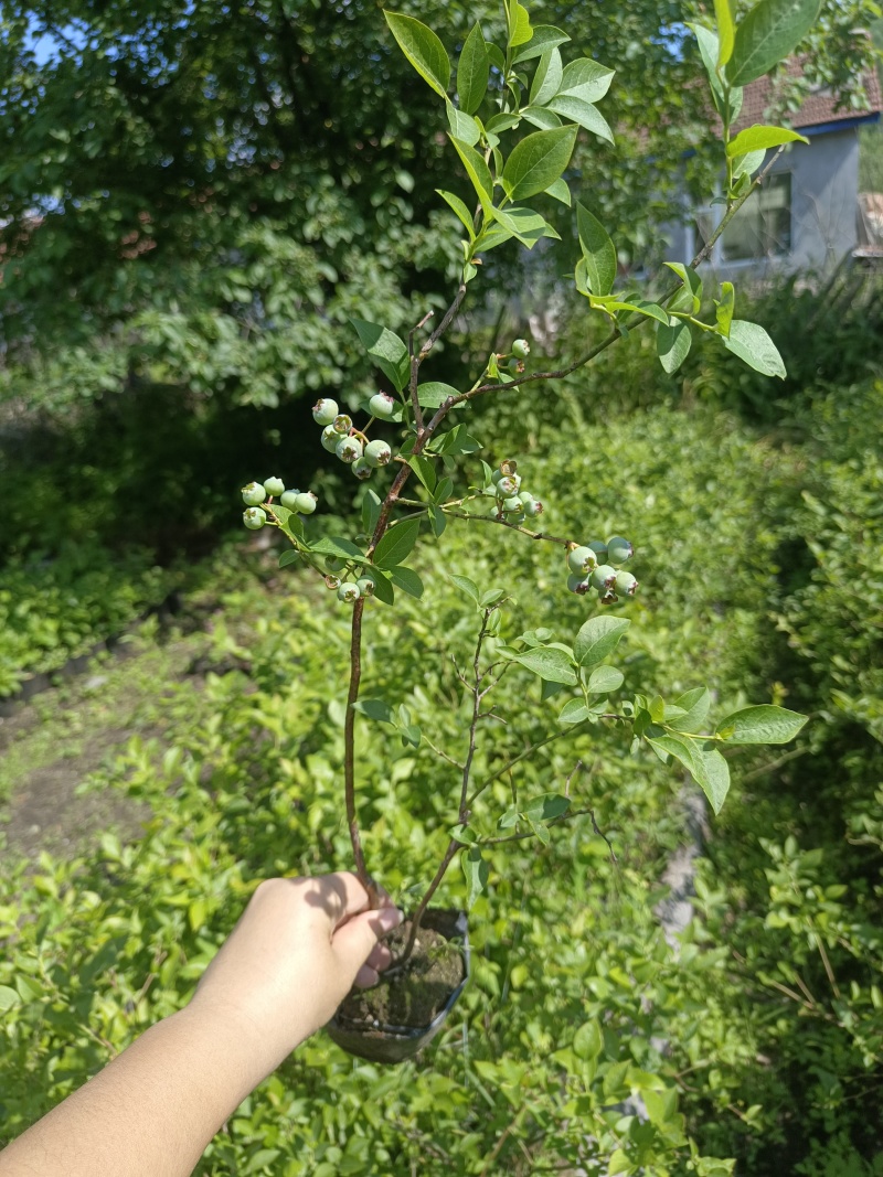 蓝莓苗占地小钵苗地栽苗南方北方盆栽地栽苗