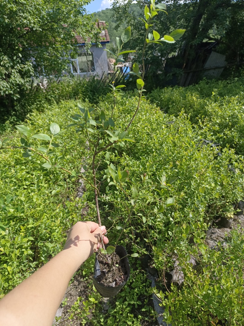 蓝莓苗占地小钵苗地栽苗南方北方盆栽地栽苗