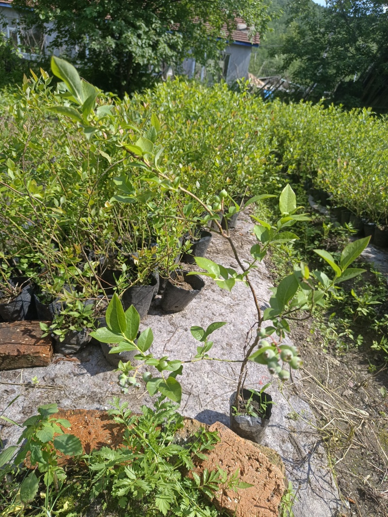 蓝莓苗占地小钵苗地栽苗南方北方盆栽地栽苗