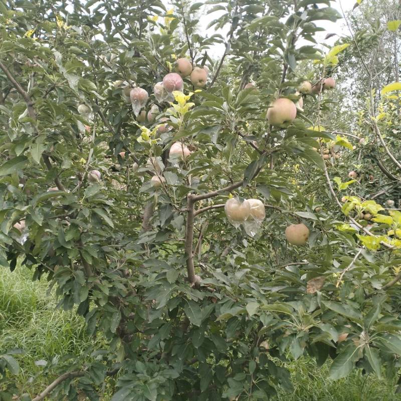 自家红富士处理