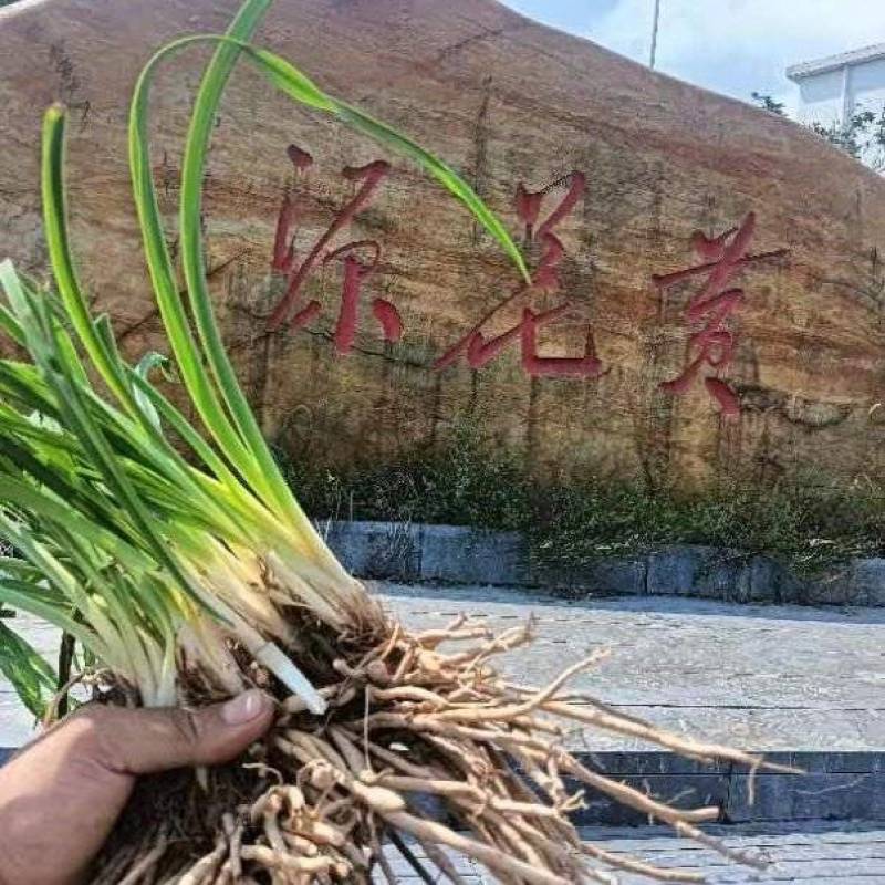 黄花菜种苗大量批发包技术，包回收，服务周到欢迎联系