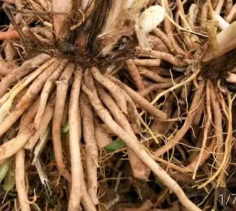 黄花菜种苗大量批发包技术，包回收，服务周到欢迎联系