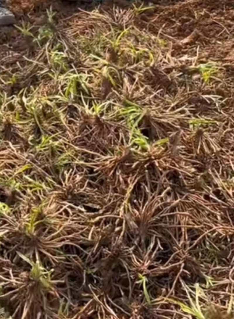 黄花菜种苗大量批发包技术，包回收，服务周到欢迎联系