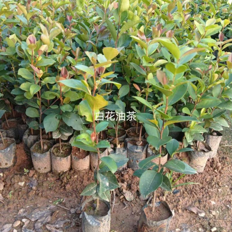 白花油茶油茶苗基地直发提供技术指导量大优惠