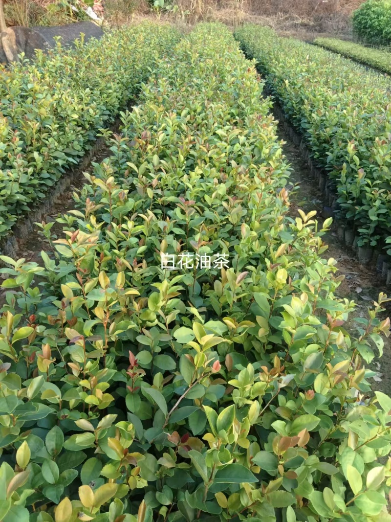 白花油茶油茶苗基地直发提供技术指导量大优惠
