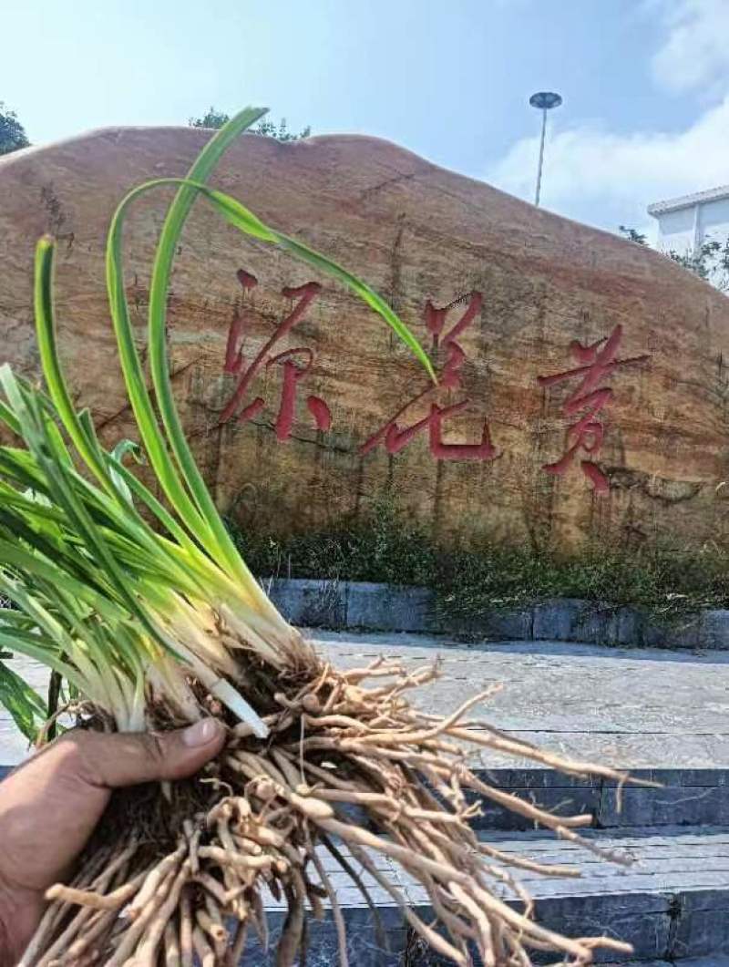 高产黄花菜种苗湖南祁东产地货源充足欢迎前来订购