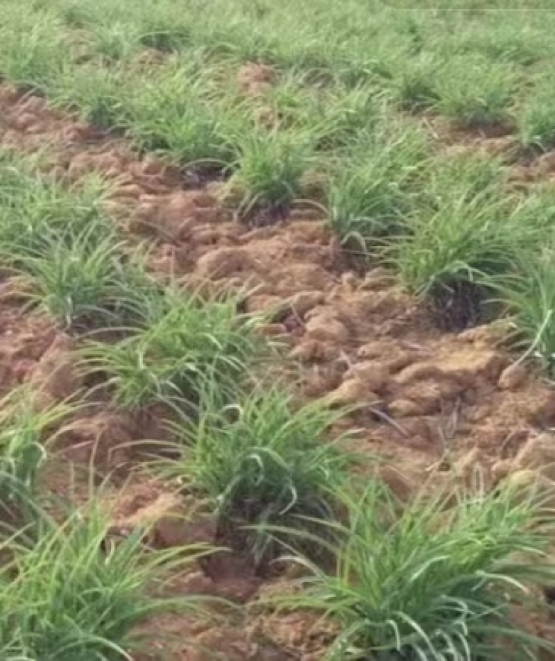 高产黄花菜种苗湖南祁东产地货源充足欢迎前来订购