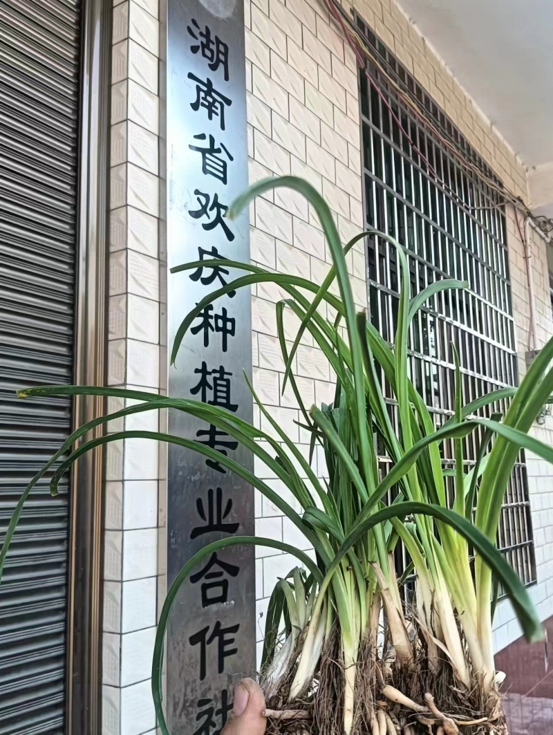 高产黄花菜种苗湖南祁东产地货源充足欢迎前来订购