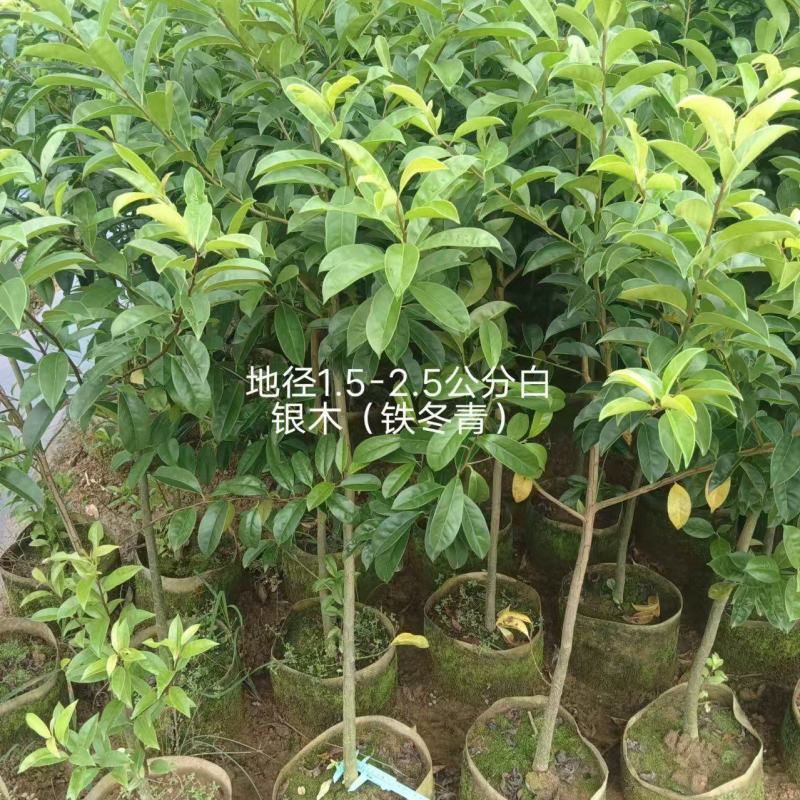 白银木铁冬青基地直发品种齐全技术指导量大优惠