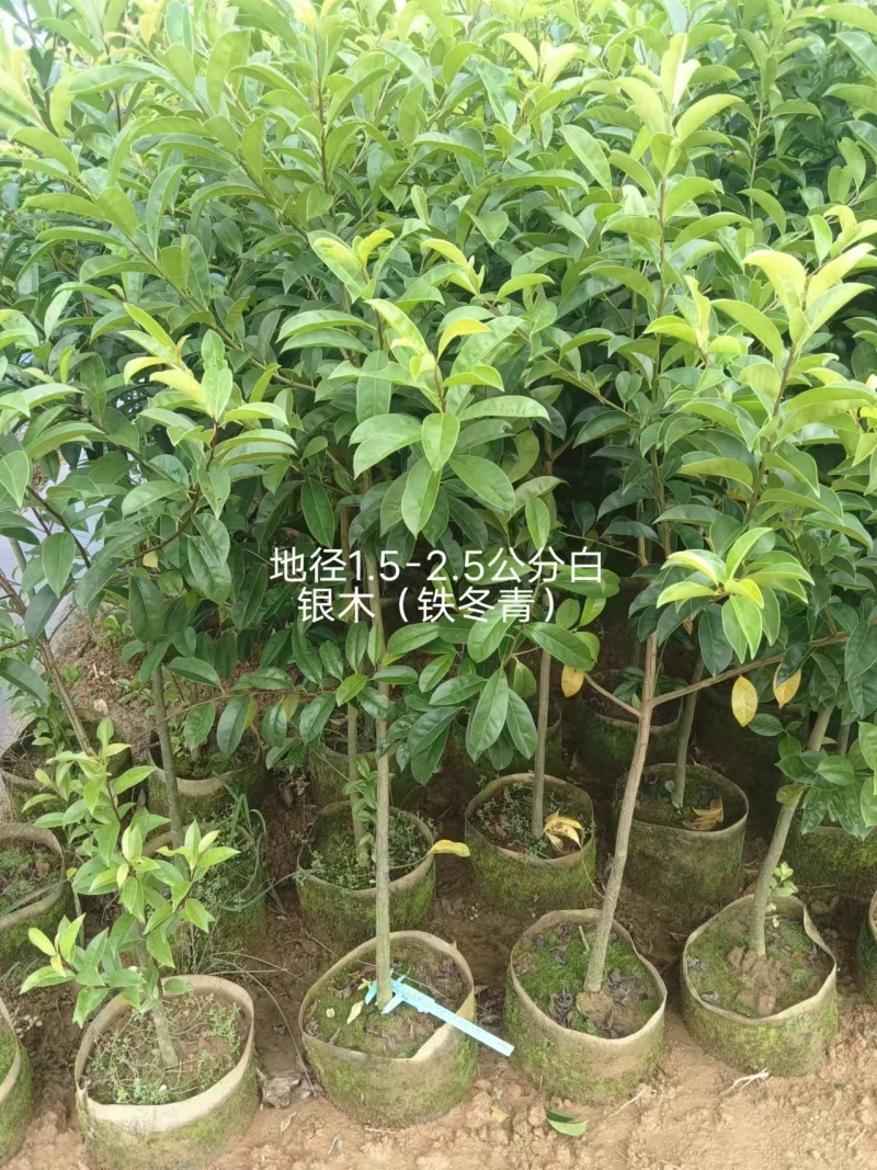 白银木铁冬青基地直发品种齐全技术指导量大优惠