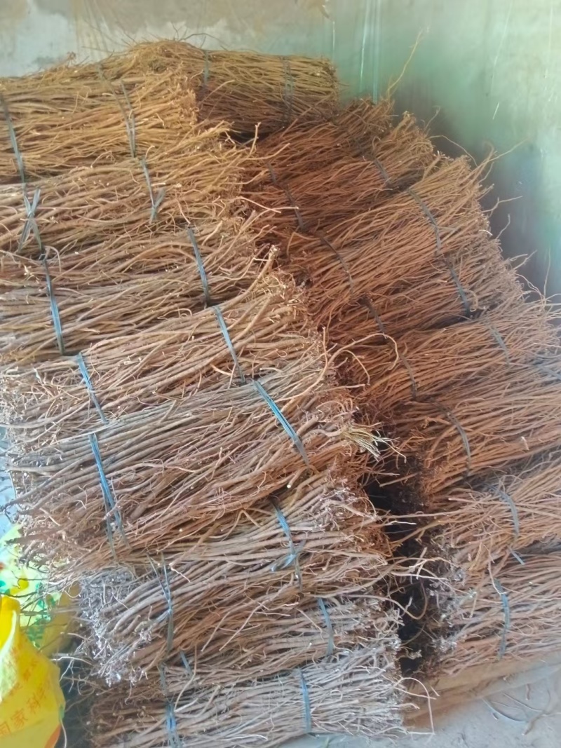桂林红皮千斤拔，鲜货干货，货源充足，一条根，产地直发