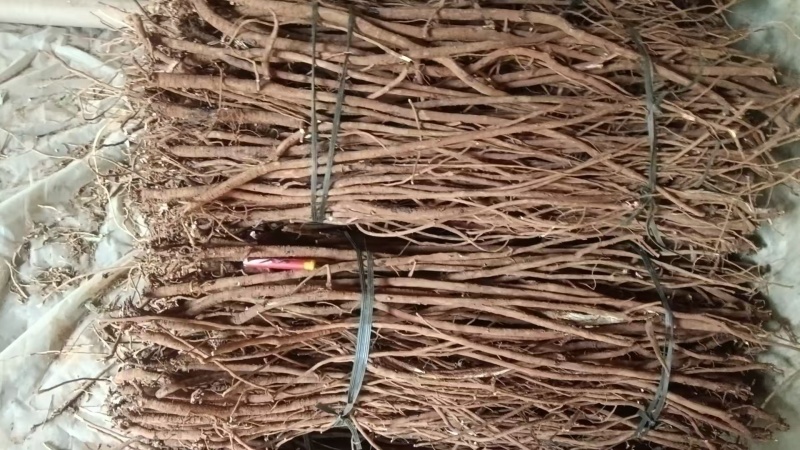 桂林红皮千斤拔，鲜货干货，货源充足，一条根，产地直发