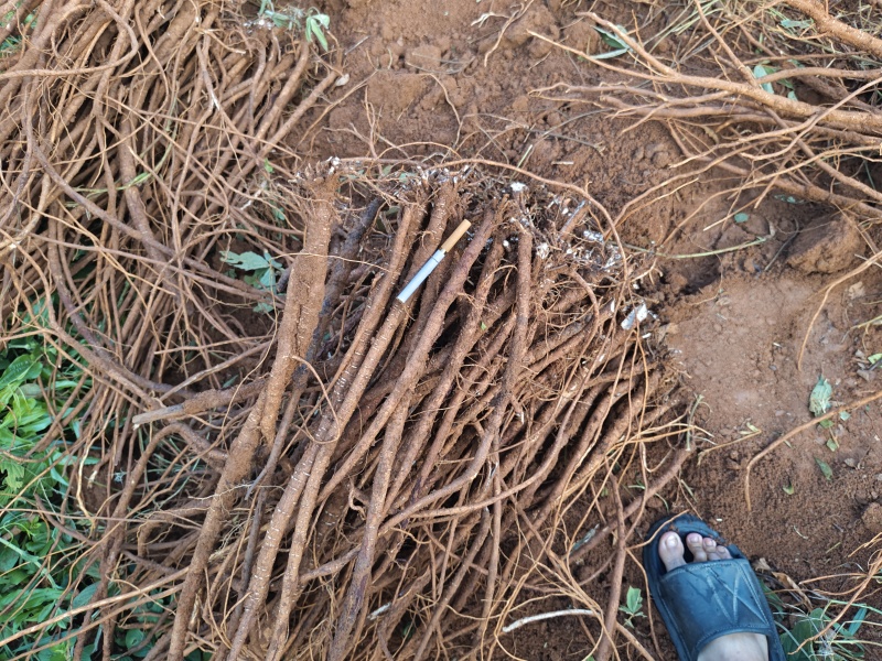 桂林红皮千斤拔，鲜货干货，货源充足，一条根，产地直发