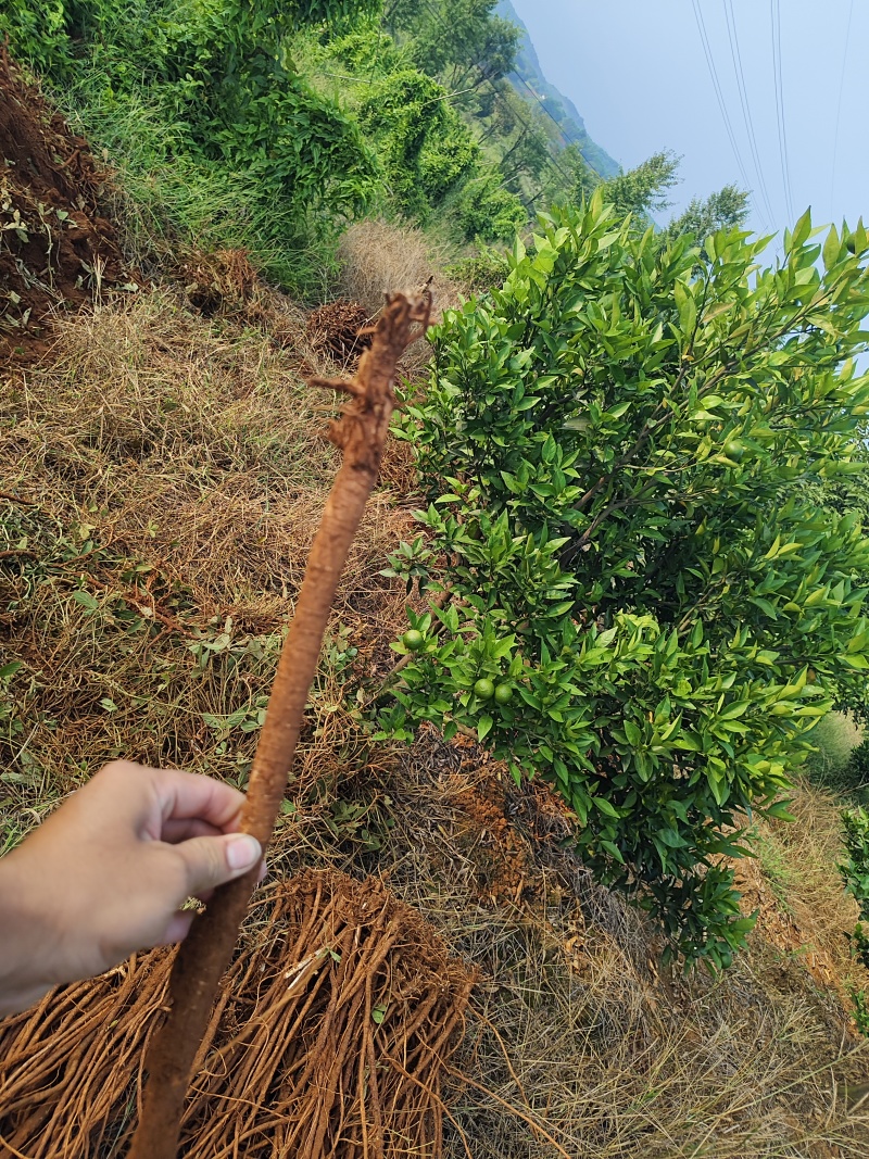 桂林红皮千斤拔，鲜货干货，货源充足，一条根，产地直发