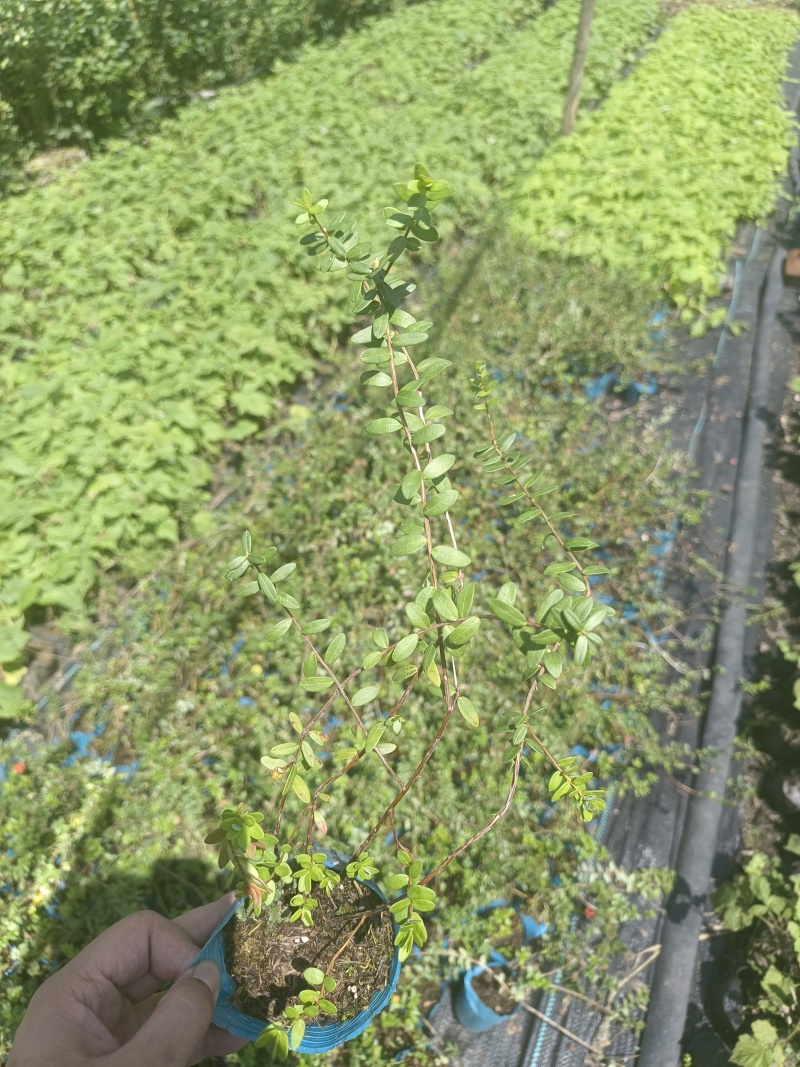 蔓越莓苗纯正北美带气囊的组培蔓越莓苗，大果蔓越莓苗
