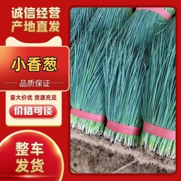 河北香葱，小葱货源充足，质量保证，基地直发，量大从优