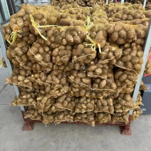 优质毛芋头种植合作社，芋头大量上市，支持电商市场全国发货