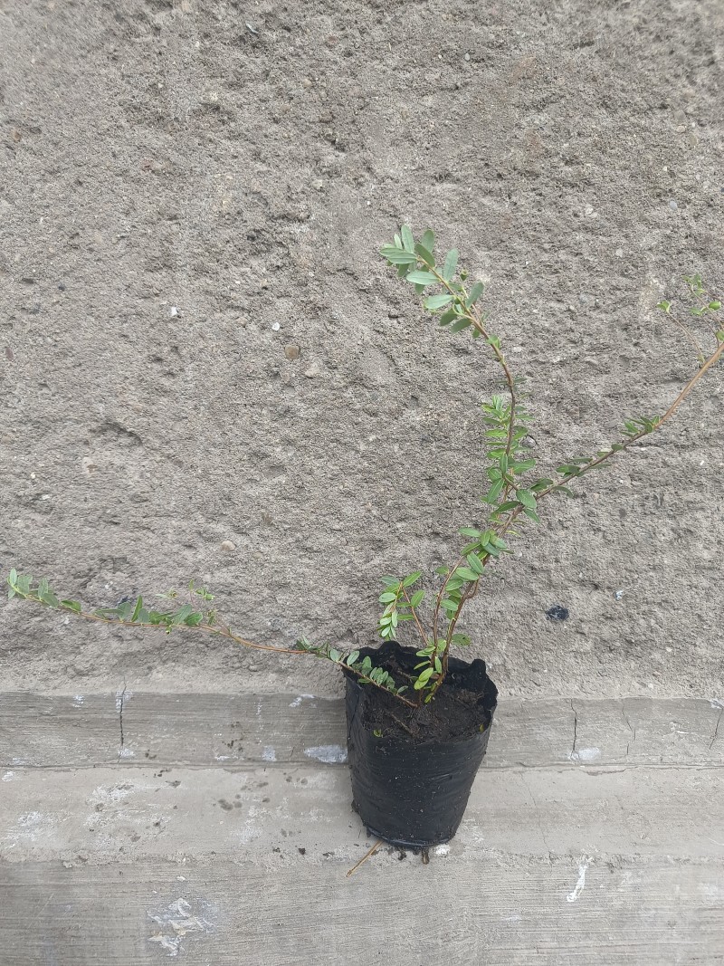 蔓越莓苗纯正北美带气囊的组培蔓越莓苗，大果蔓越莓苗