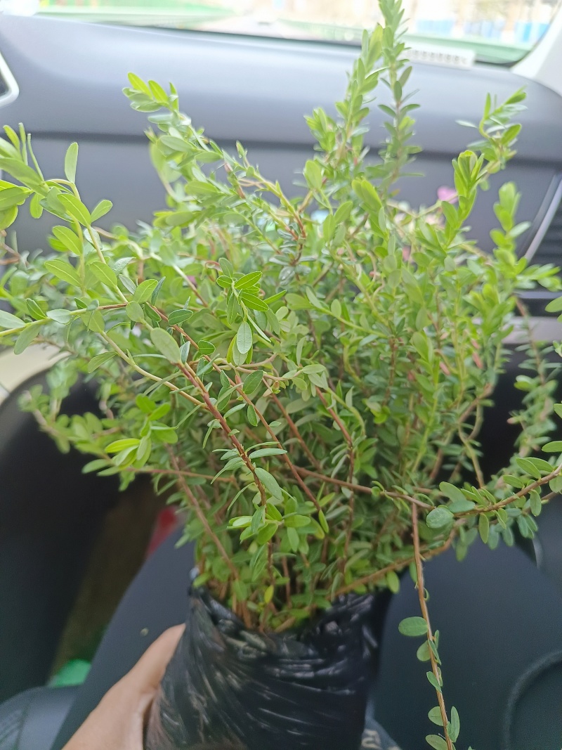 蔓越莓苗纯正北美带气囊的组培蔓越莓苗，大果蔓越莓苗