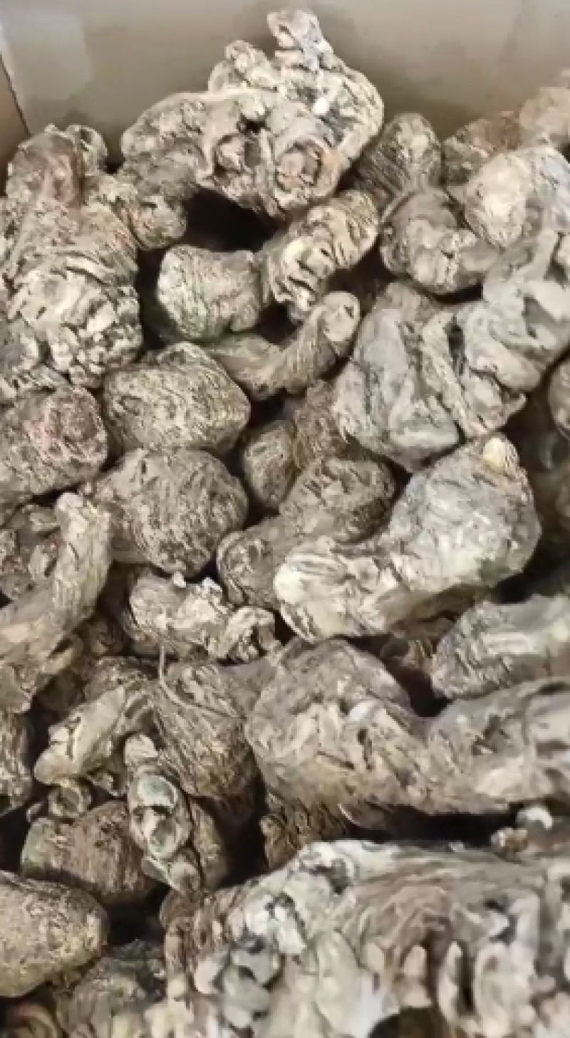 压片当归，一手货源，品质优良，量大从优，欢迎电话联系。