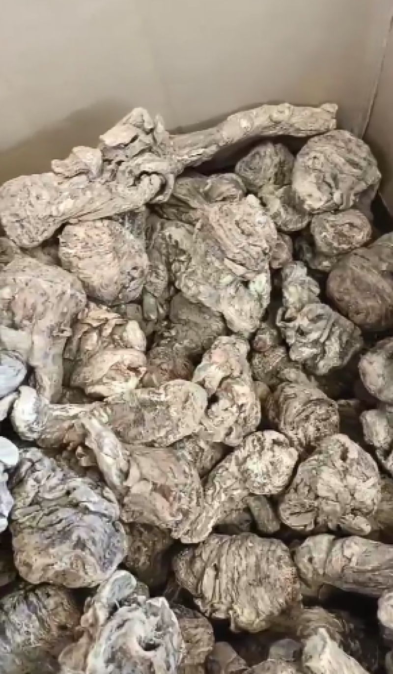 压片当归，一手货源，品质优良，量大从优，欢迎电话联系。