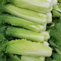 秋绿60白菜