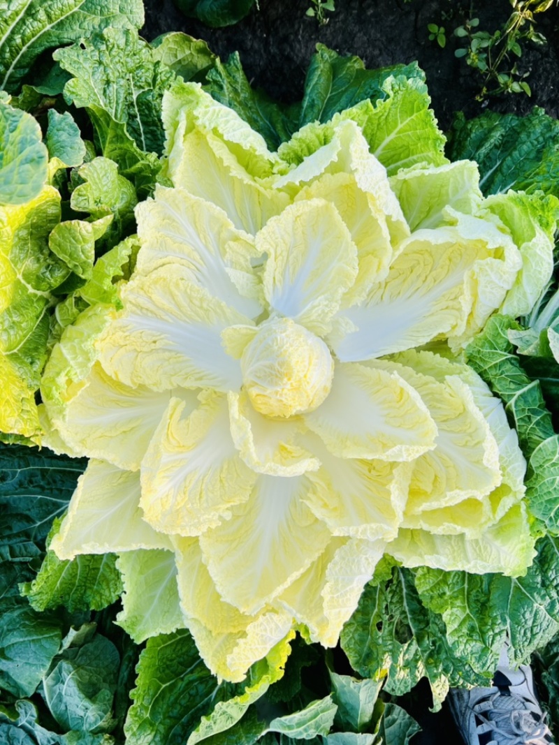 黑龙江黄心精品大白菜保证质量价格便宜一条龙服务