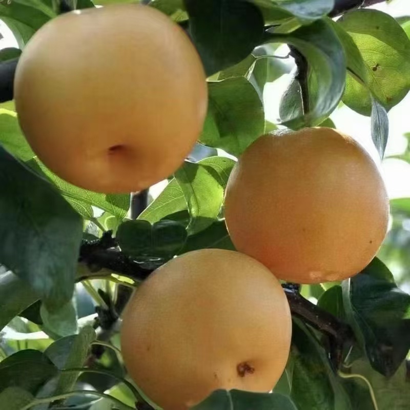 新高梨