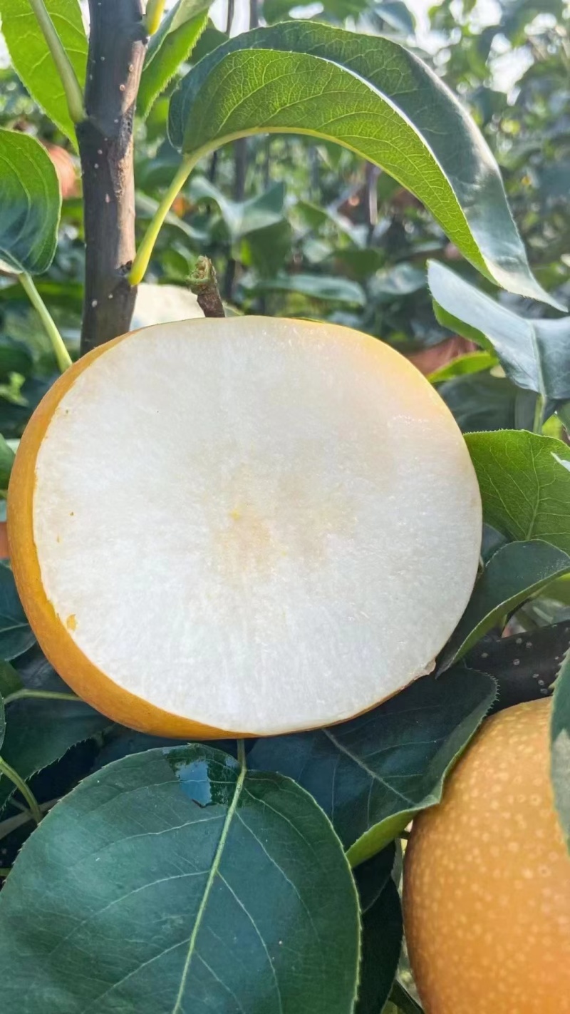 新高梨