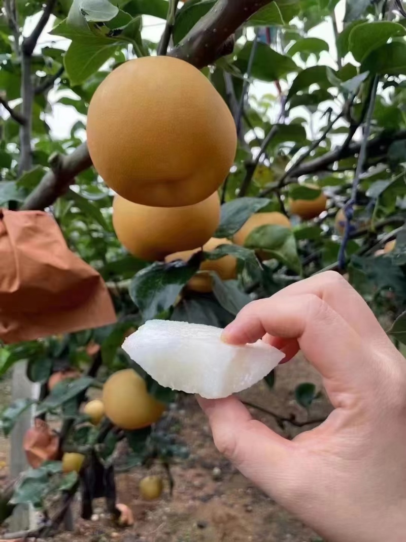 新高梨