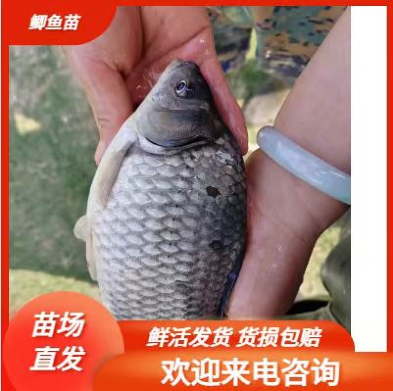 批发鲫鱼苗中科三号鲫鱼，中科五号鲫鱼水花，夏花，寸苗