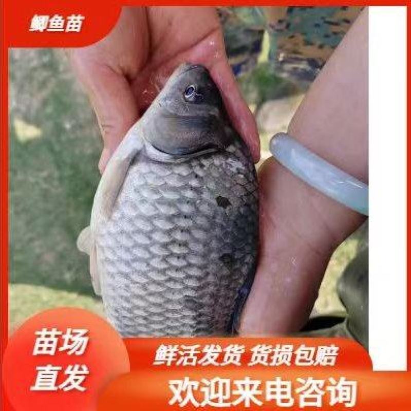 批发鲫鱼苗中科三号鲫鱼，中科五号鲫鱼水花，夏花，寸苗