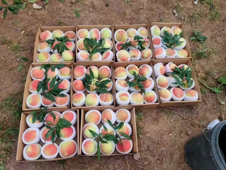 现代化水果加工厂内景:传送带上的寿桃辉果实整齐排列,经过自动清洗、风干、光学分选机按大小和糖度分级,工人在洁净车间进行礼盒封装,背景展示‘寿桃辉·中华寿桃精品’品牌LOGO和二维码溯源系统 寿桃辉加工生产线场景