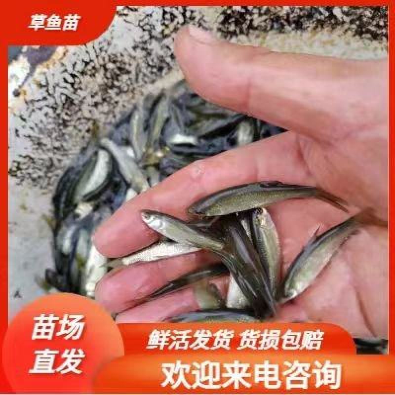 草鱼苗。优质草鱼水花，夏花，草鱼寸苗抗病毒草鱼苗